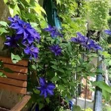 Organic Climbing Perennial Flower Seeds for Planting – Heirloom, Non-GMO