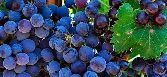 Winterberry Holly Seeds - Decorative Red Berries for Your Garden 100 Pcs pcs