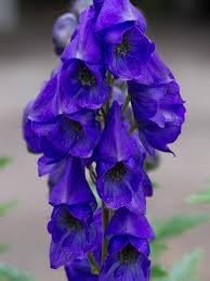 Aconite Flower Seeds for Planting - 100 pcs
