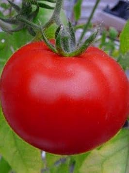 Dark Yellow Tomato Seeds for Planting - 100 Pcs pcs