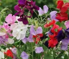 Odoratus Flower Seeds for Planting - NON GMO Seeds