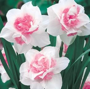 Baby Pink Narcissus Seeds for Planting – Heirloom, Non-GMO Organic Flower Seeds