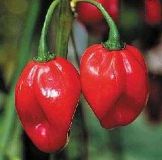 Red Bonnet Pepper Capsicum chinense seeds for garden planting