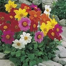 Mixed Multi-Color Dahlia Flower Seeds