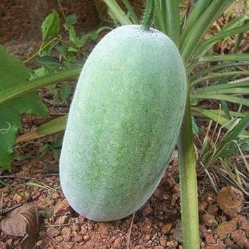 Hairy Gourd Vegetable Seeds for Planting - 100 Pcs pcs