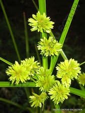 Yellow Cyperus Papyrus Plant Seeds for Planting - 100 pcs