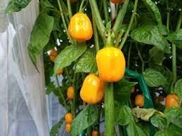Aji Dulce Yellow Round Pepper Seeds for Planting heirloom & Non-GMO Seeds