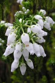 Calluna Vulgaris Flower Seeds for Planting - NON GMO Seeds