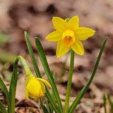 Narcissus Asturiensis Flower Seeds for Planting - 100 pcs for planting in your garden.