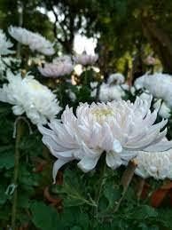 Chrysanthemum White Flower Seeds for Planting - NON GMO Seeds