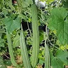 Towel Gourd Vegetable Seeds for Planting heirloom & Non-GMO Seeds