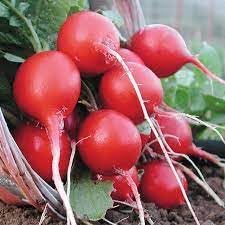 Organic Confetti Mix Cherry Radish Seeds for Planting heirloom & Non-GMO Seeds