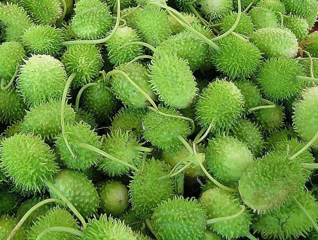 Cucumis Anguria Seeds for Planting - 100 Pcs pcs