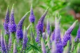 Heirloom Veronica Purple Flower Seeds, Non-GMO Spiked Blooms for Pollinator-Friendly Garden Planting