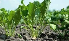 50pcs Beet Plant Seeds - Ideal for Growing Sweet and Nutritious Beets 100 Pcs pcs