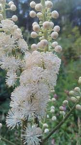 Cimicifuga Flower Seeds for Planting - 100 pcs