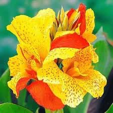 Cleopatra Flower Seeds for Planting – Fresh, Organic, Heirloom, Non-GMO Garden Blooms