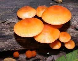 Orange Mushroom Seeds for Planting - 100 Pcs pcs