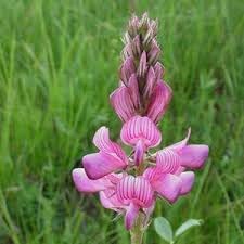 Onobrychis Flower Seeds for Planting, Heirloom, Non-GMO, 100 pcs for planting in home garden