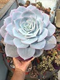 Heirloom Echeveria Plant Seeds, Non-GMO Rosette Succulents for Decorative Garden Planting