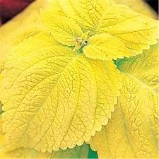 Yellow Coleus Plant Seeds for Planting - Heirloom and Non-GMO Garden Seeds