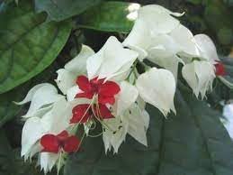 Clerodendrum Thomsonae Flower Seeds for Planting - 100 Pcs pcs