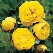 Yellow Peony Flower Seeds for Planting - NON GMO Seeds
