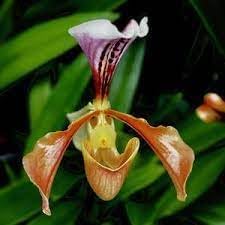 Slipper Orchid Plant Seeds for Planting – Fresh, Organic, Heirloom, Non-GMO Orchid Seeds