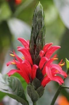 Pink Pachystachys Lutea Seeds for Planting, 100 pcs