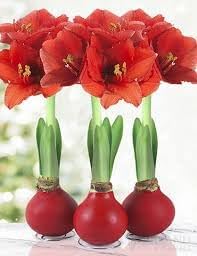 Heirloom Amaryllis Flower Seeds for Planting 100 pcs