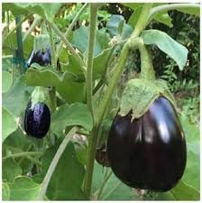 Bambino Eggplant Seeds for Planting - 100 Pcs pcs