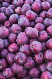 Purple Apple Malus pumila seeds for planting in home garden