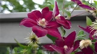 Heirloom purple Yellow Clematis Flower Seeds ƒ?? Non-GMO Climbing Garden Blooms for Planting