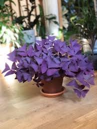 Oxalis Triangularis Plant Seeds for Garden - 100 pcs
