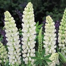 Lupinus Albus Flower Seeds for Planting - 100 pcs for planting in your garden.