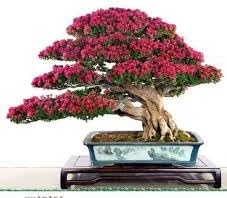 Organic Crepe Myrtle Flower Seeds for Planting ƒ?? Heirloom, Non-GMO