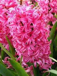 Organic Mixed Hyacinth Flower Seeds for Planting – Heirloom, Non-GMO