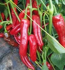 Sweet Chilli Pepper Capsicum annuum seeds for garden planting