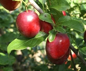 Cherry Plum Fruit Seeds for Planting - Sweet and Juicy, Ideal for Home Gardens, Heirloom Seeds