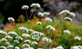 Valeriana Flower Seeds for Planting, Heirloom, Non-GMO, 100 pcs for planting in home garden