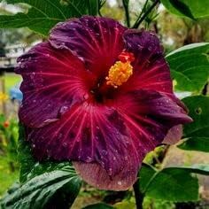 Heirloom Non-GMO Purple Maroon Hibiscus Flower Seeds – Bold Tropical Blooms for Garden Planting