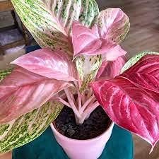 Aglaonema Pink Flower Seeds for Planting NON GMO Seeds