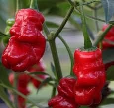 Dark Red Chili Seeds for Planting - heirloom & Non-GMO Seeds