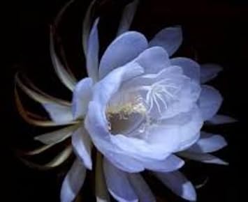 Light Blue Epiphyllum Flower Seeds for Planting, 100 pcs