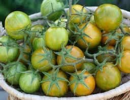 Green Zebra Cherry Tomato Vegetable Seeds – Unique Striped Tomatoes 100 Pcs pcs