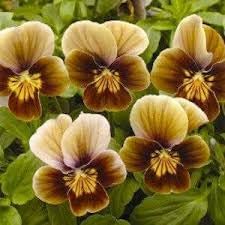 Pansy Flower Seeds – Heirloom Non-GMO Seeds for Colorful and Cool-Season Garden Planting - Flower for planting in home garden