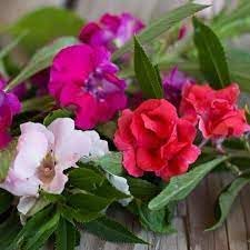 Balsam Flower Seeds for Planting - NON GMO Seeds