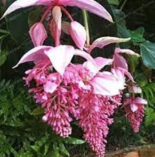 Medinilla Pink Flower Seeds for Planting - NON GMO Seeds