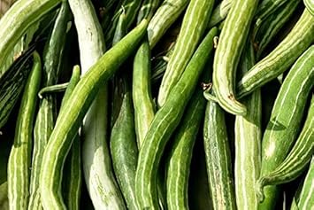 Snake Gourd Seeds for Gardening, 100 Pcs pcs