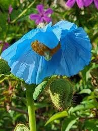 Meconopsis Flower Seeds for Garden - NON GMO Seeds